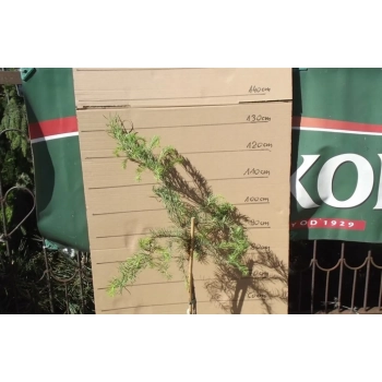 MODRZEW DIANA szczepiony na pniu - sadzonki 100 / 120 cm